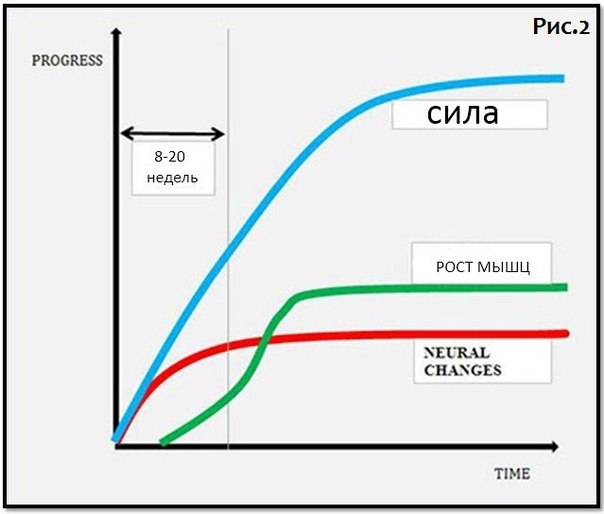 адаптация организма к нагрузкам